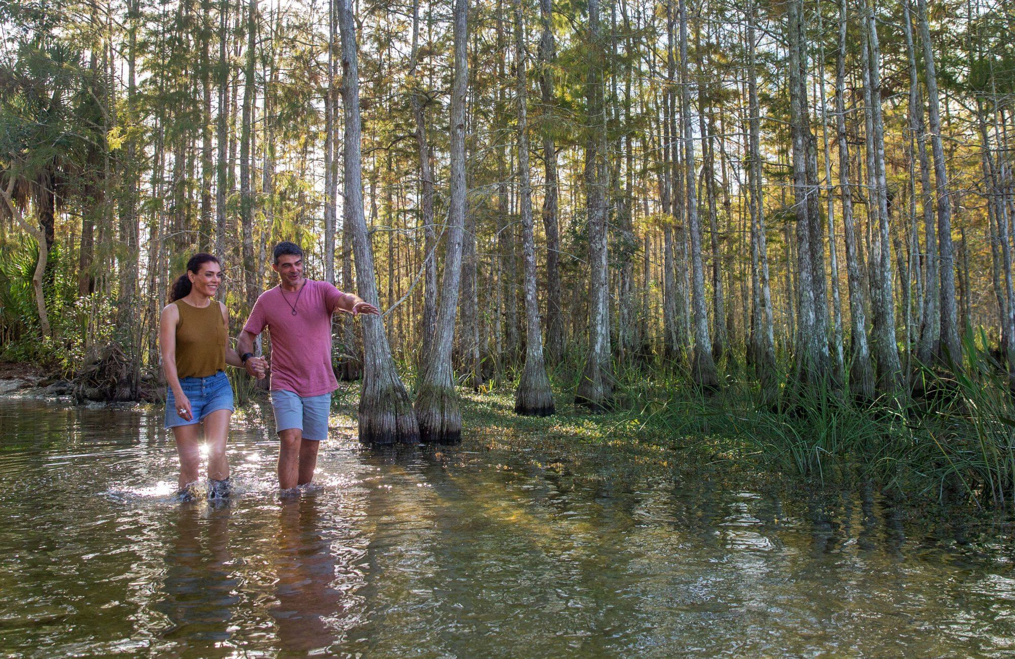 Con las piernas en el agua, caminata por los manglares en un bosque de cipreses