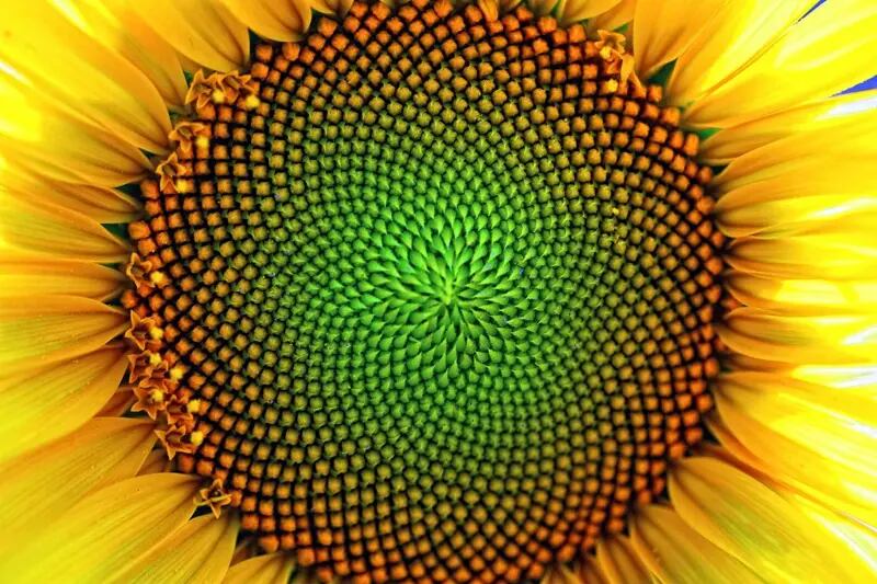 Un enigma amarillo