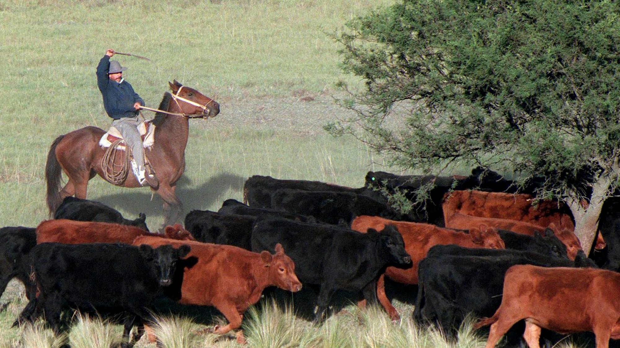 Existen diferentes dietas alternativas que garantizan un excelente desarrollo de los terneros, cuyos costos varían entre 145 y 260 dólares por ternero durante los seis meses de la recría