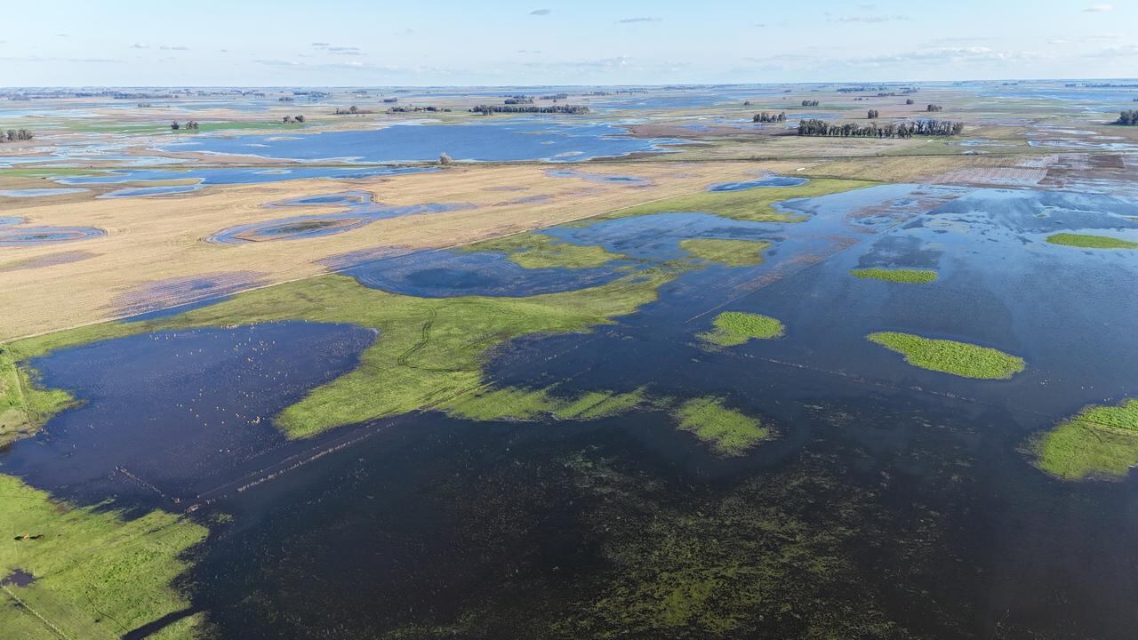 Buenos Aires: en el campo hay quejas porque faltaron obras para controlar las inundaciones 6 Así están los campos inundados en Carlos Casares