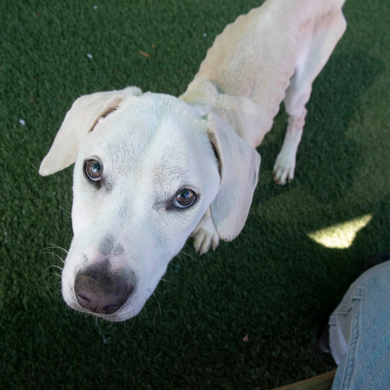 Tres días después de su rescate, el perro pudo ponerse de pie y dar un pequeño paseo.