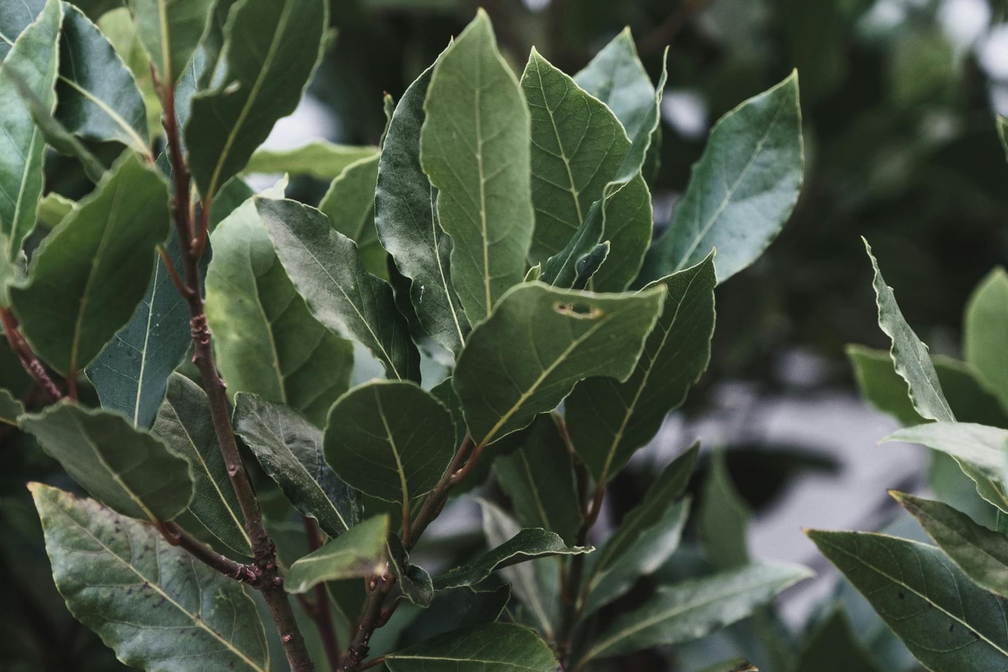 El laurel en combinación con la canela también puede contribuir a un mejor control del azúcar en sangre mediante una infusión