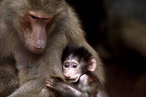 ¿Los zoológicos deben desaparecer? La historia detrás del encierro de animales