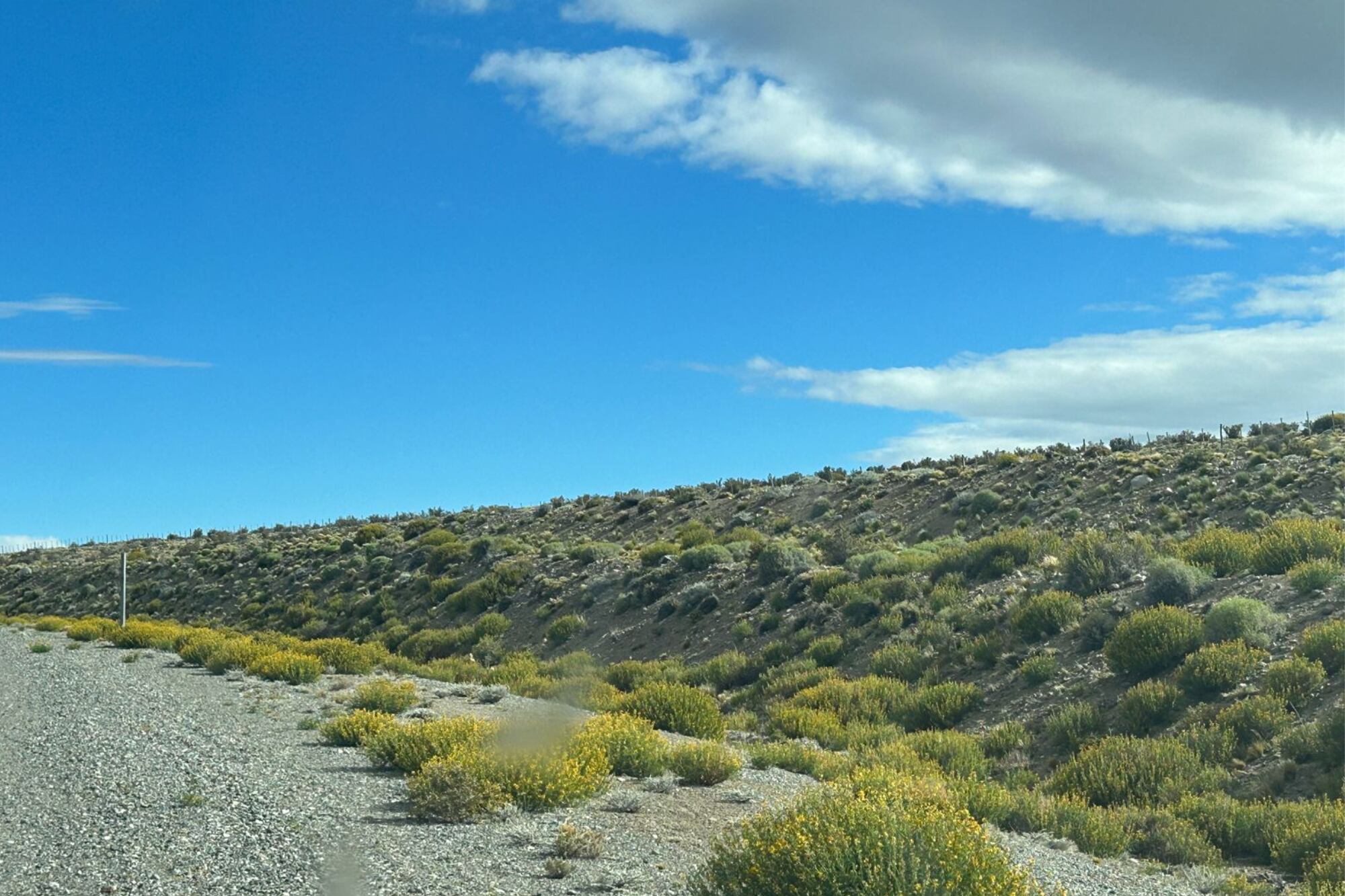 Especies nativas silvestres que se podan luego de la floración
