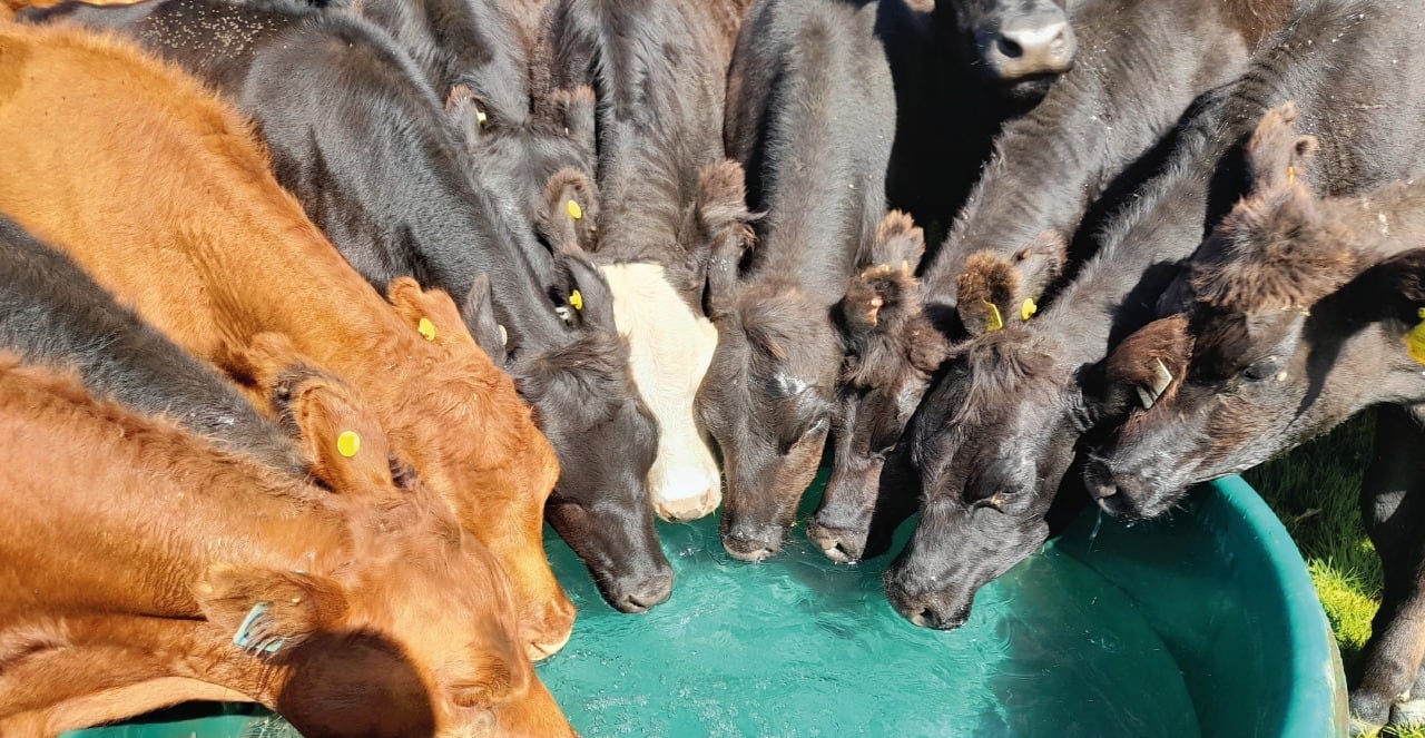 Según detalla, el agua nunca quede a más de 250 metros de los animales