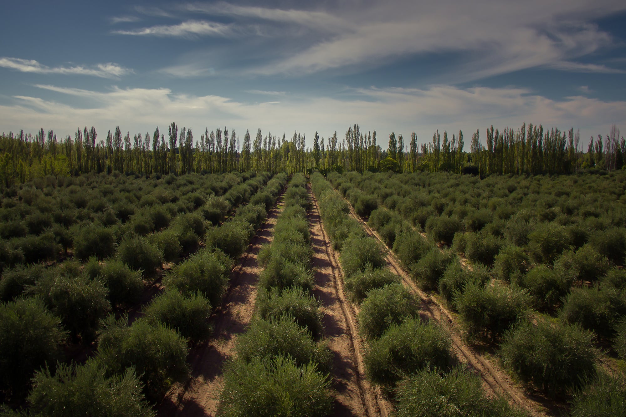 Si bien el sistema está desarrollado para trabajar en olivos, la tecnología puede adaptarse a cualquier cultivo de tipo arbóreo