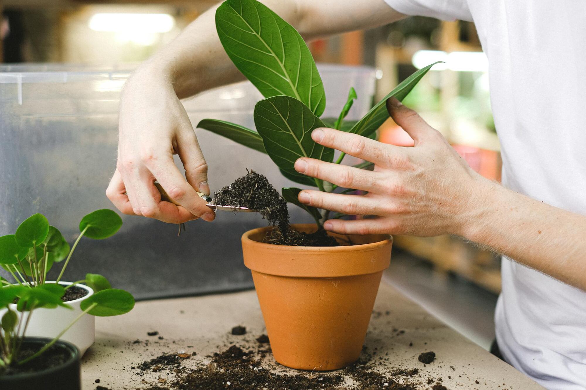 Si el sustrato está muy agotado o ha perdido su capacidad de drenaje, lo ideal es cambiarlo por uno nuevo o mezclarlo con tierra fresca y rica en nutrientes.