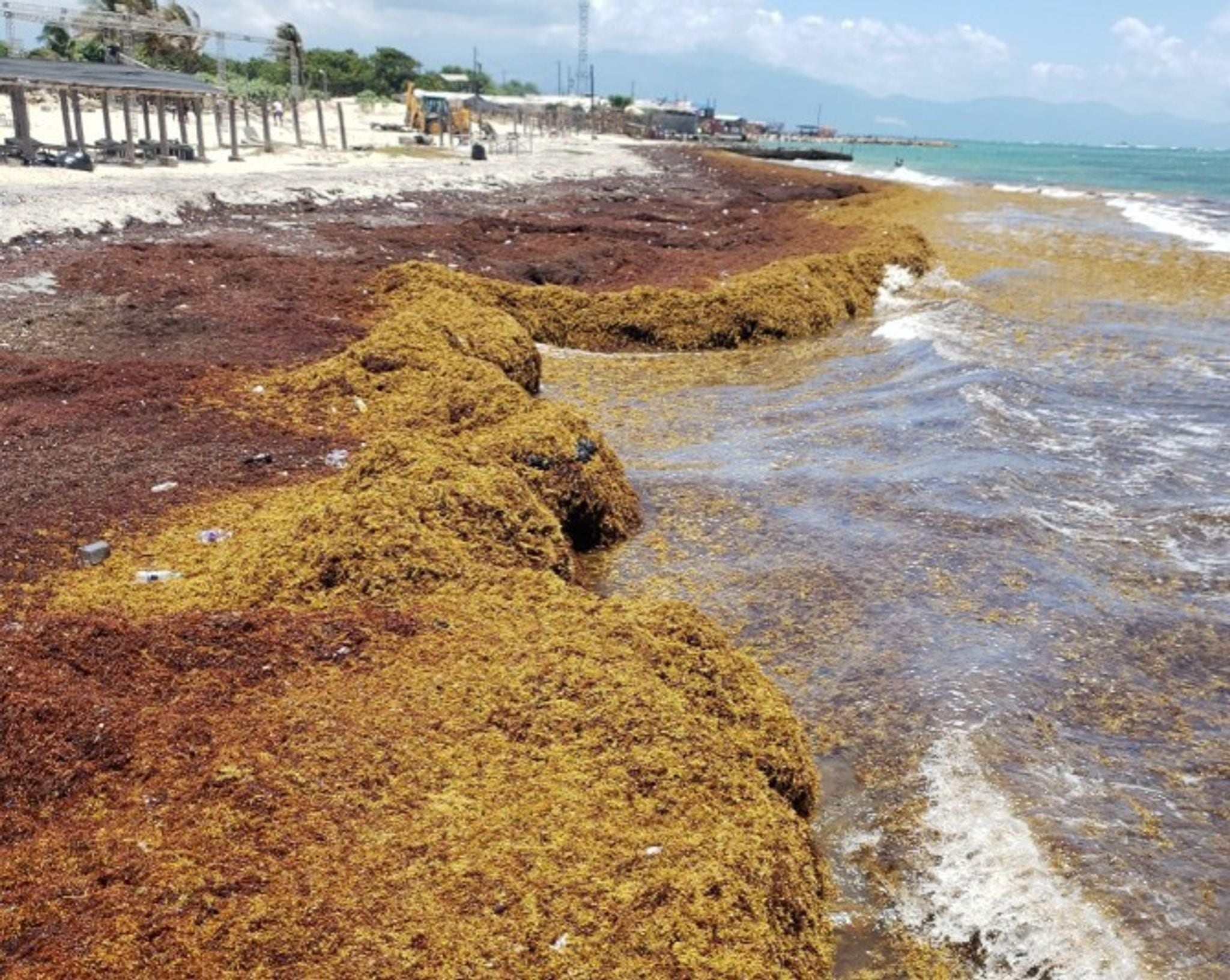 Cantidades récord de sargazo han cubierto partes de la costa de Playa del Carmen