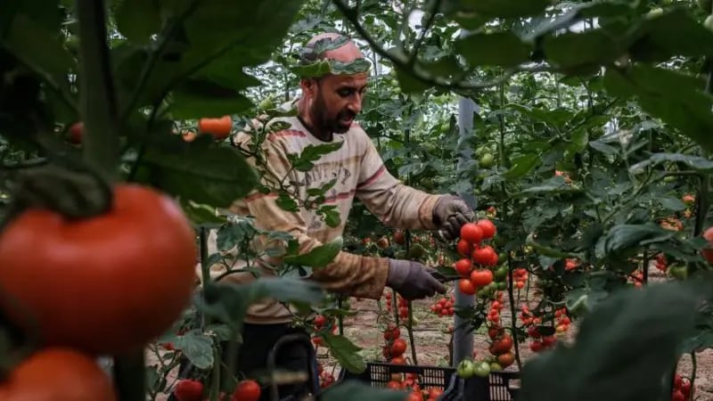 La agricultura es el principal sector de empleo para los marroquíes en España