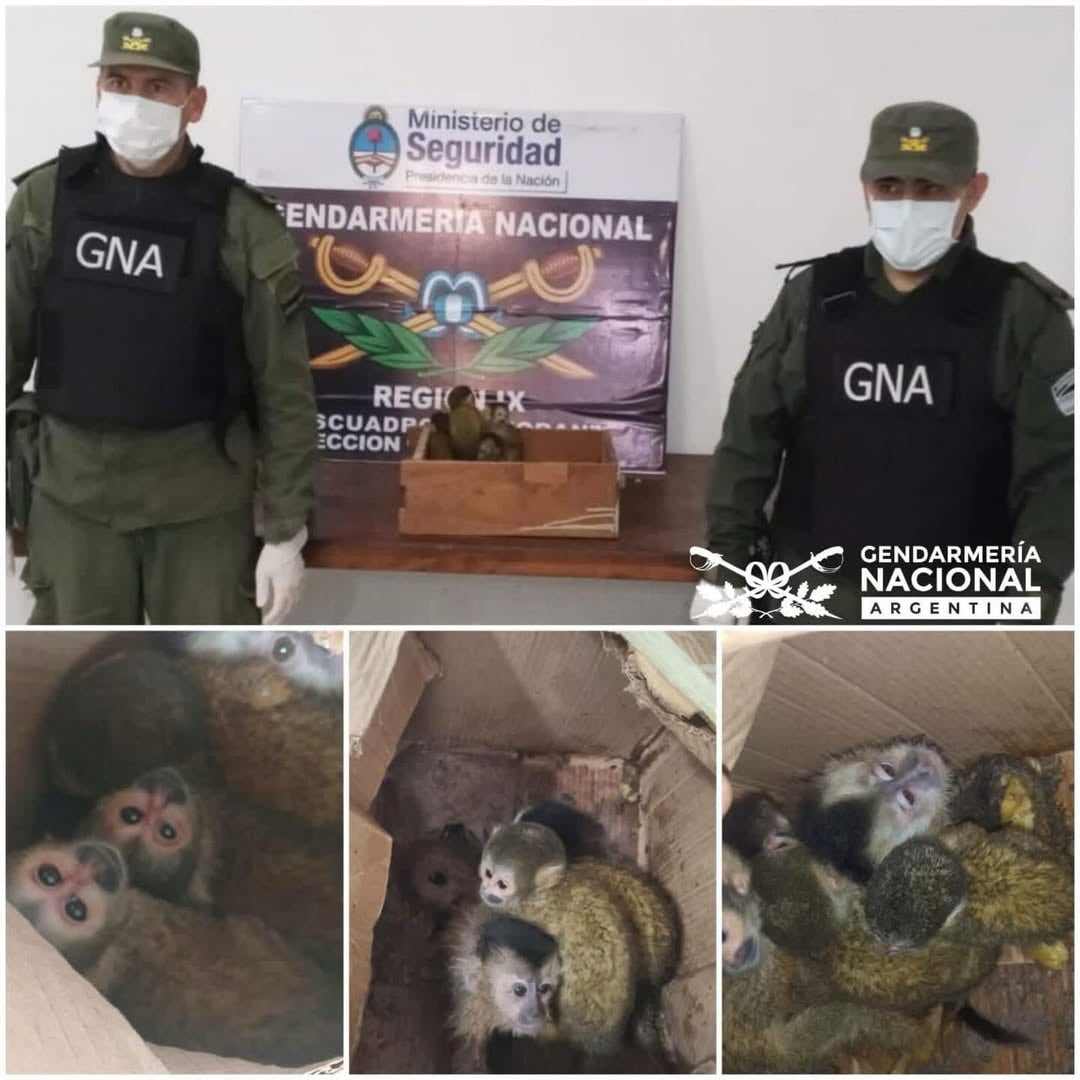 El momento de la detención y el rescate de los monos