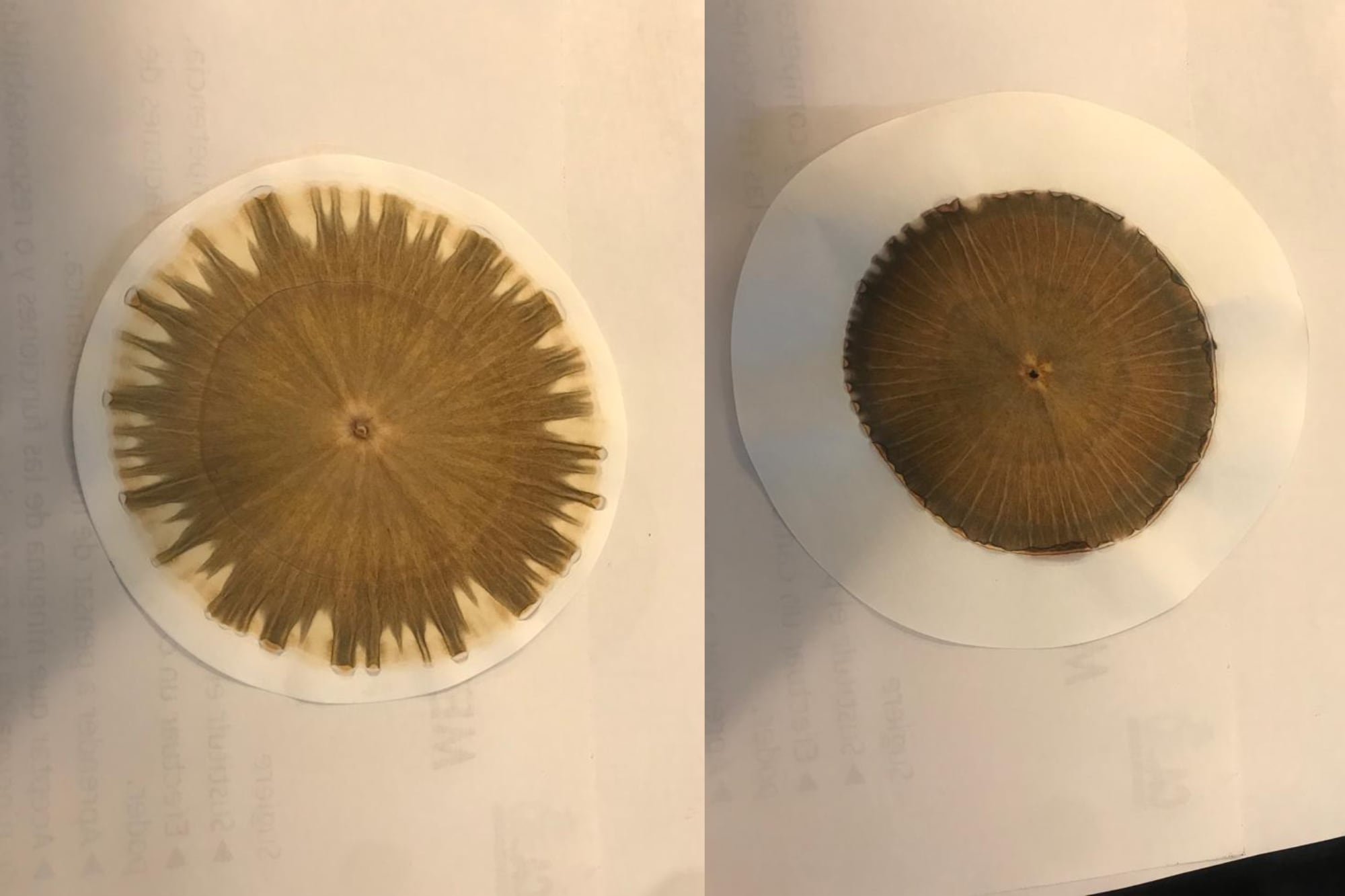 Una cromatografía con la que ven y miden la actividad biológica de los suelos