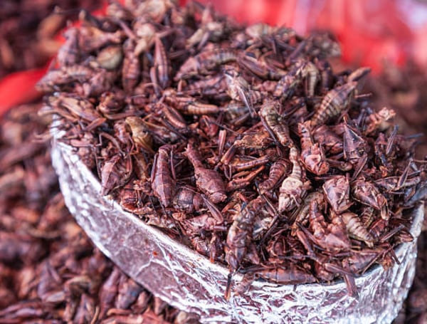 Los insectos se valoran por su contenido de proteínas, hierro, zinc y grasas saludables, además de su eficiencia en el uso de agua y espacio
