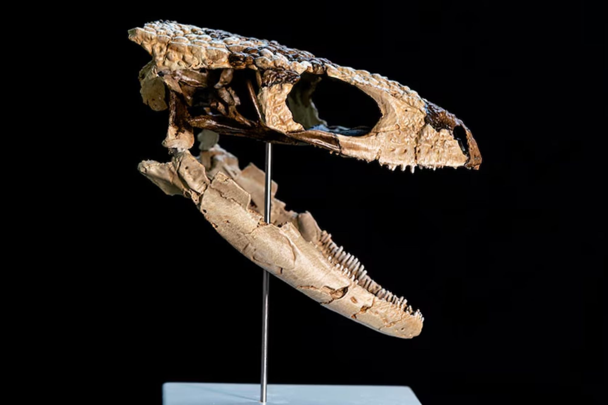 Un “eslabón perdido” en Río Negro: descubren un reptil de 70 millones de años que sorprende a los científicos