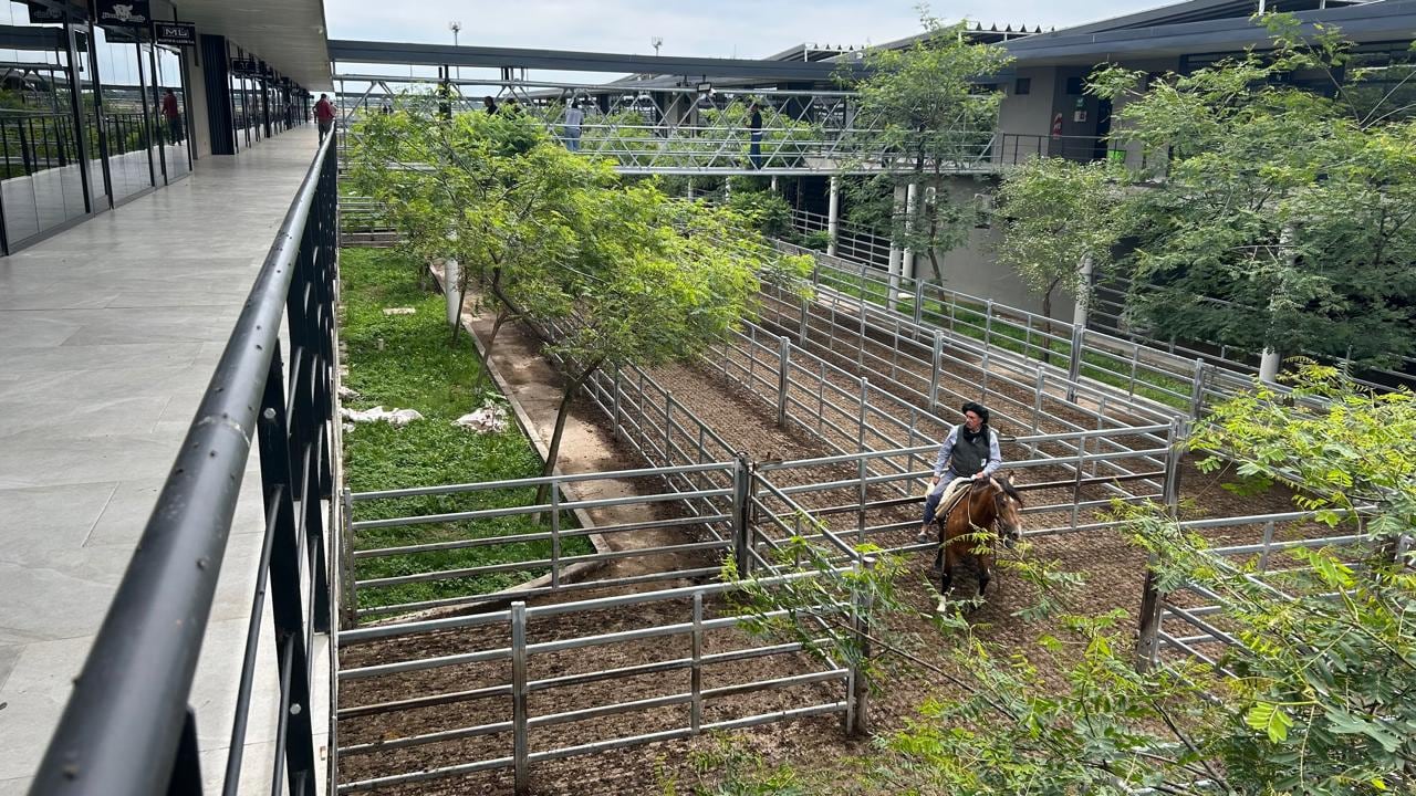 Vacunos: demanda selectiva en el Mercado Agroganadero de Cañuelas