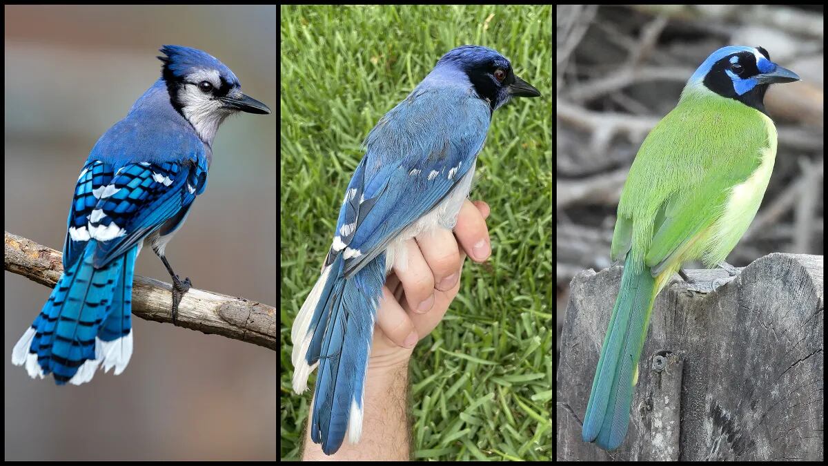 Los investigadores consideraron este hallazgo como una consecuencia de cómo el calentamiento global y el desarrollo urbano obligan a las especies a desplazarse hacia nuevos hábitats