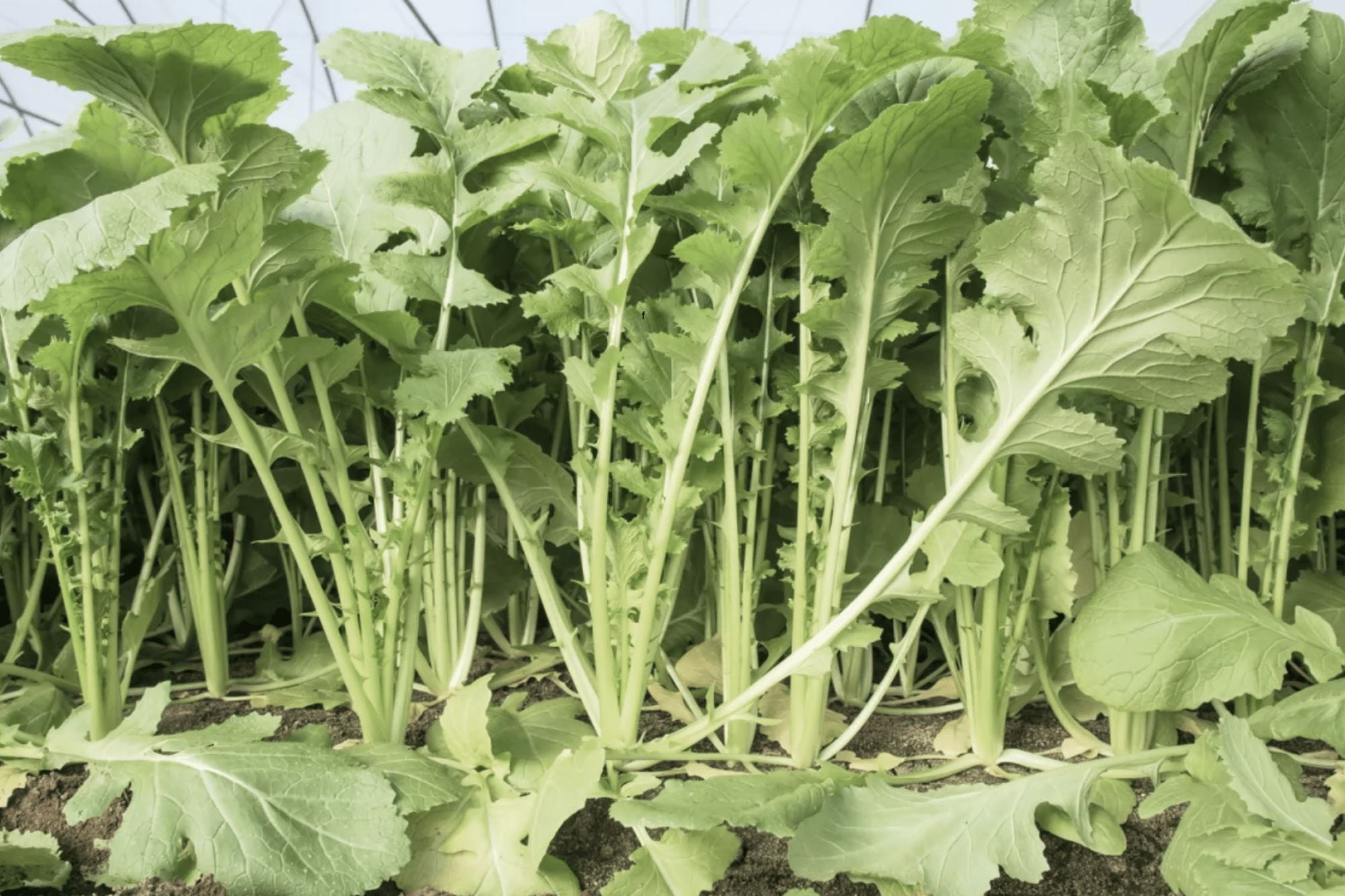 La verdura llena de propiedades y beneficios para la salud que casi nadie conoce