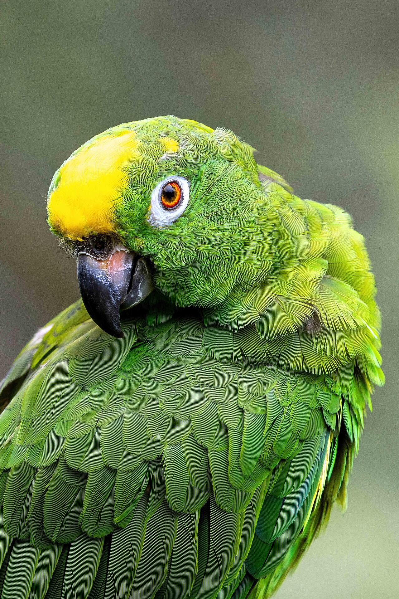 Depende de la especie, pero los loros pueden vivir entre 10 y 80 años (Foto ilustrativa: PIXABAY)