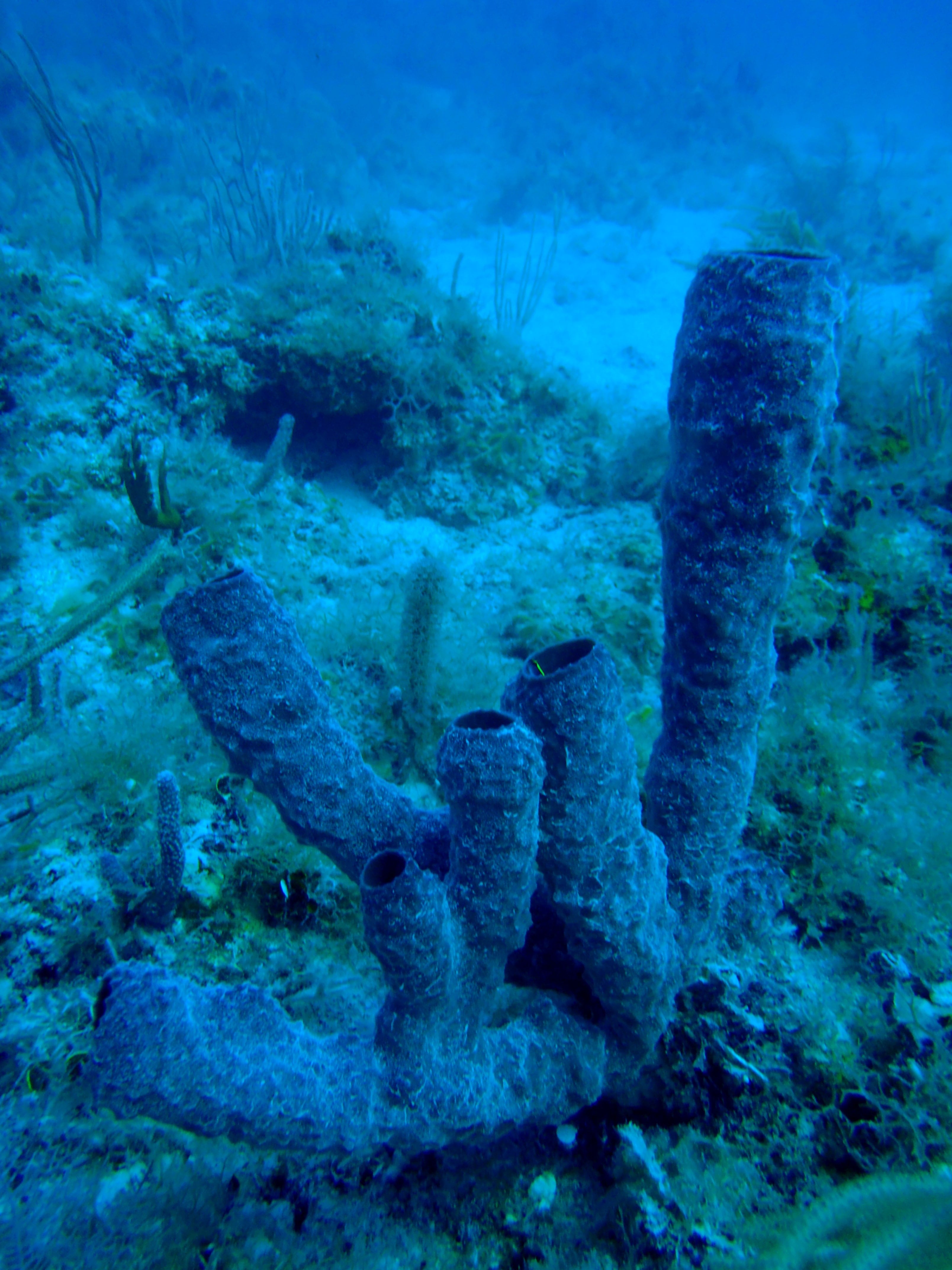 Las investigaciones encontraron anémonas, esponjas de mar y crustáceos establecidos sobre los barriles (imagen ilustrativa)