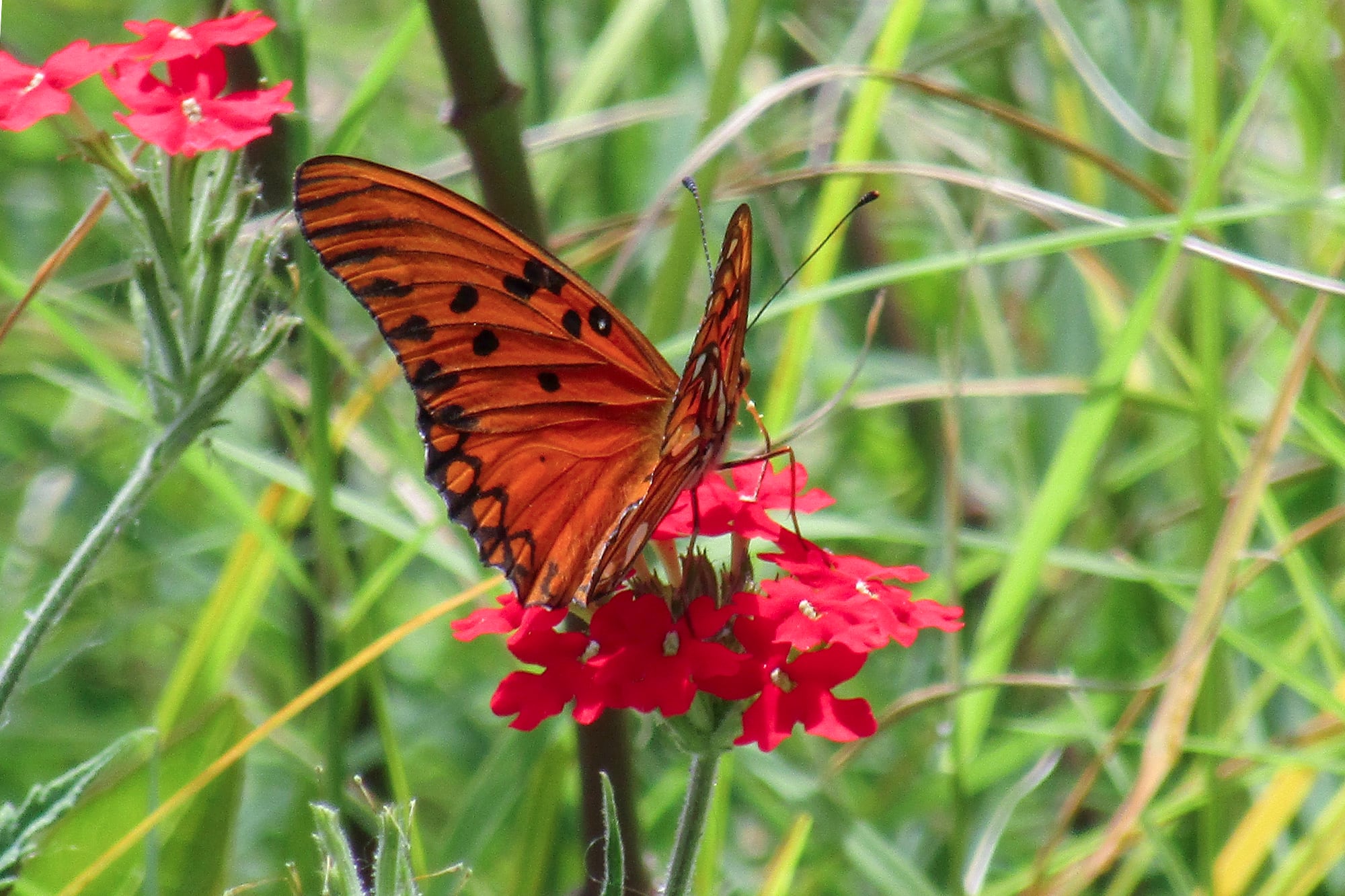Las flores de Glandularia peruviana atraen mariposas y otros polinizadores. Son ideales para canteros soleados y jardines de estilo espontáneo