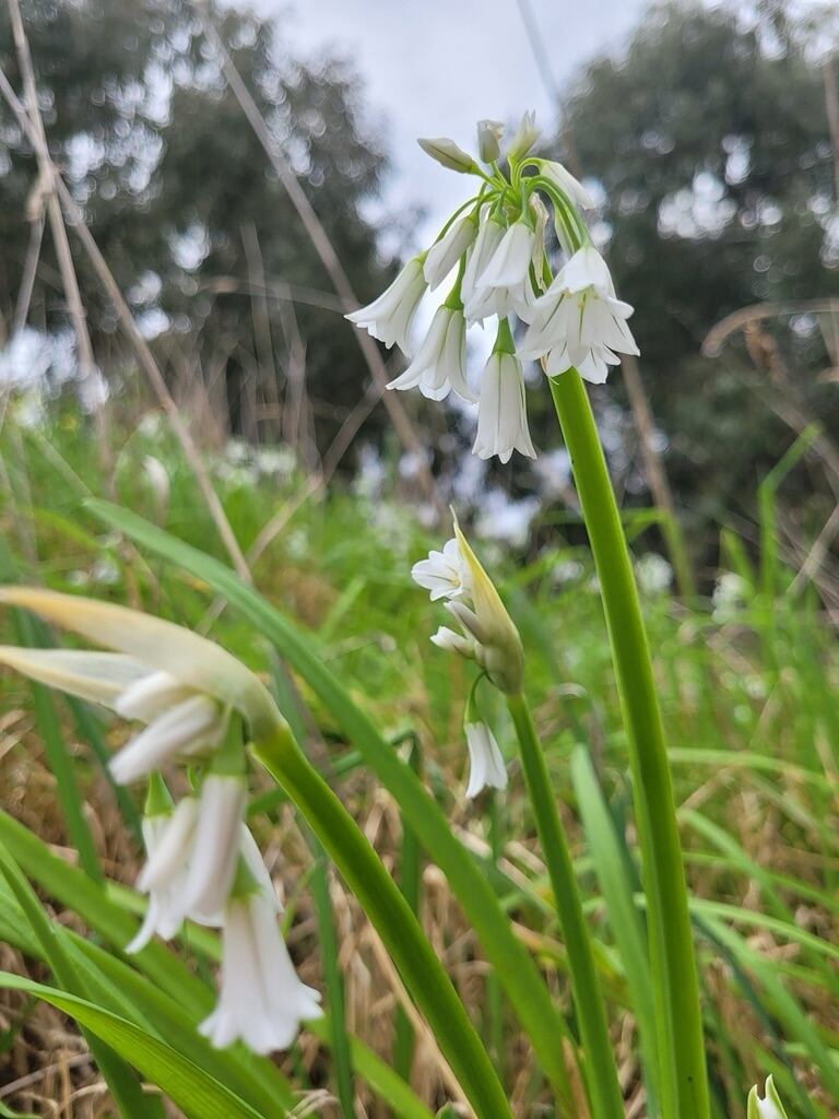 Las Lágrimas de la Virgen son utilizadas con frecuencias en ceremonias de bodas y bautizos por su significado de pureza y protección