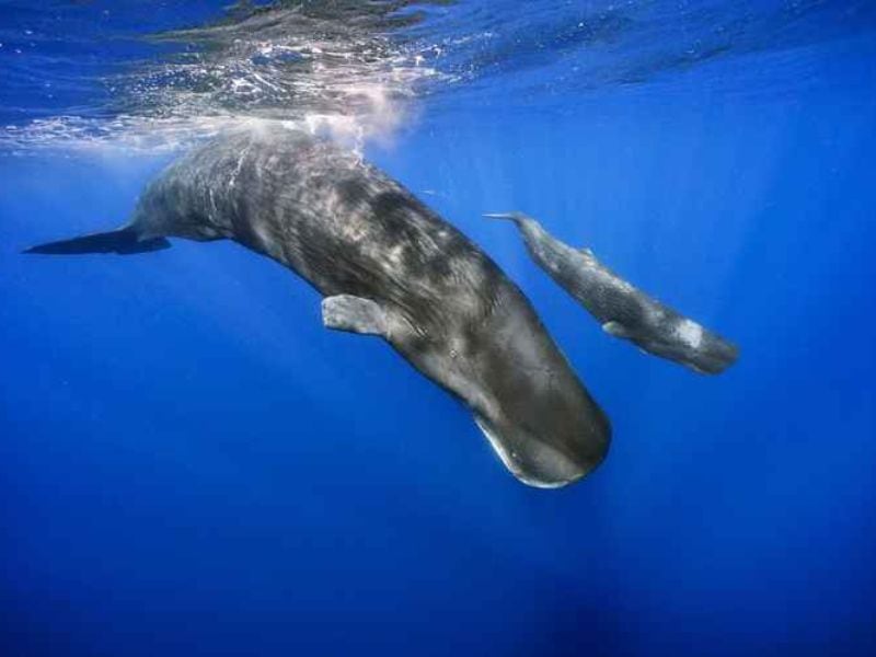 Investigadores registraron el primer nacimiento de un cachalote con parto asistido por animales de su propia especie