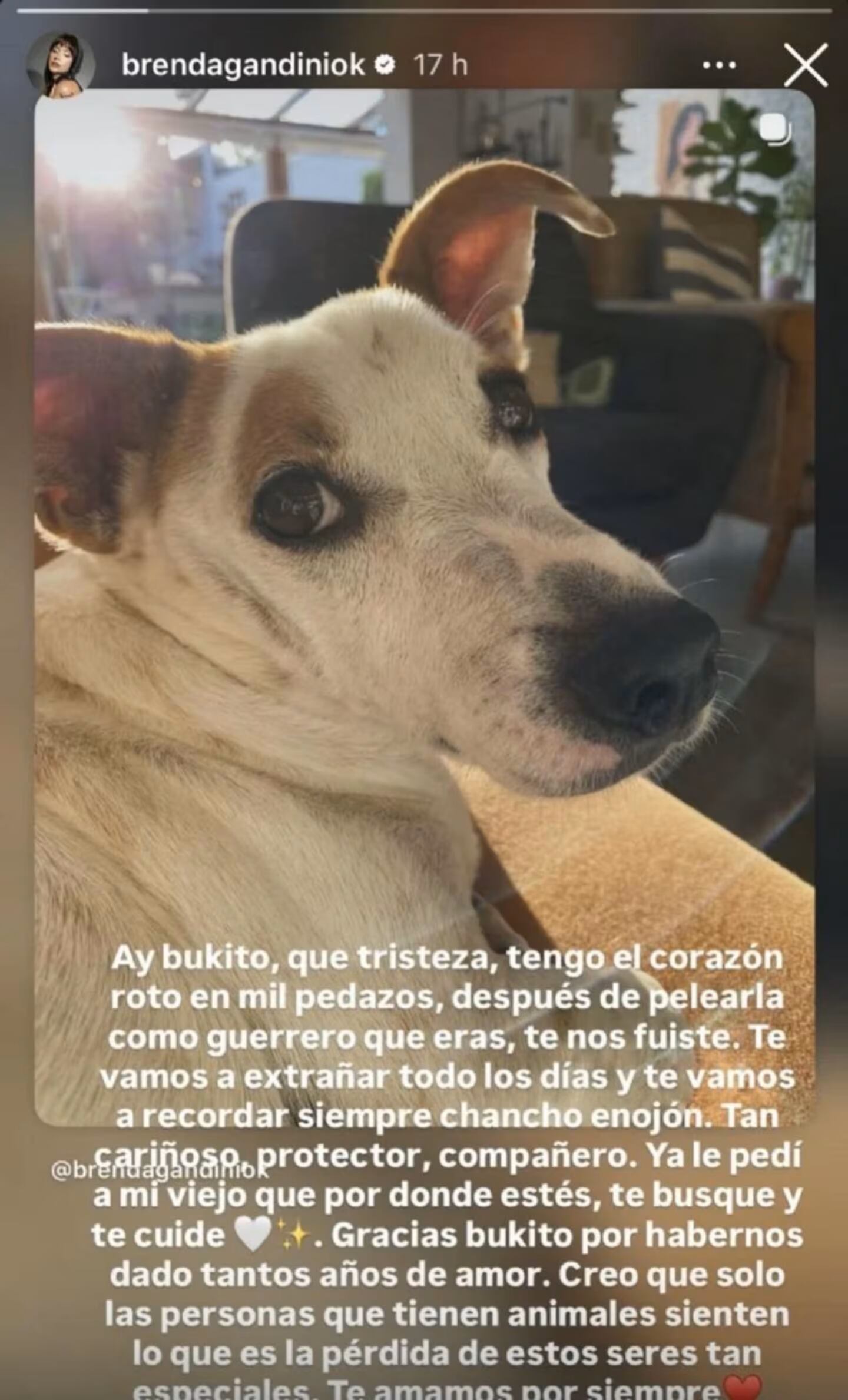 El descargo de Gandini tras la muerte de su mascota este fin de semana