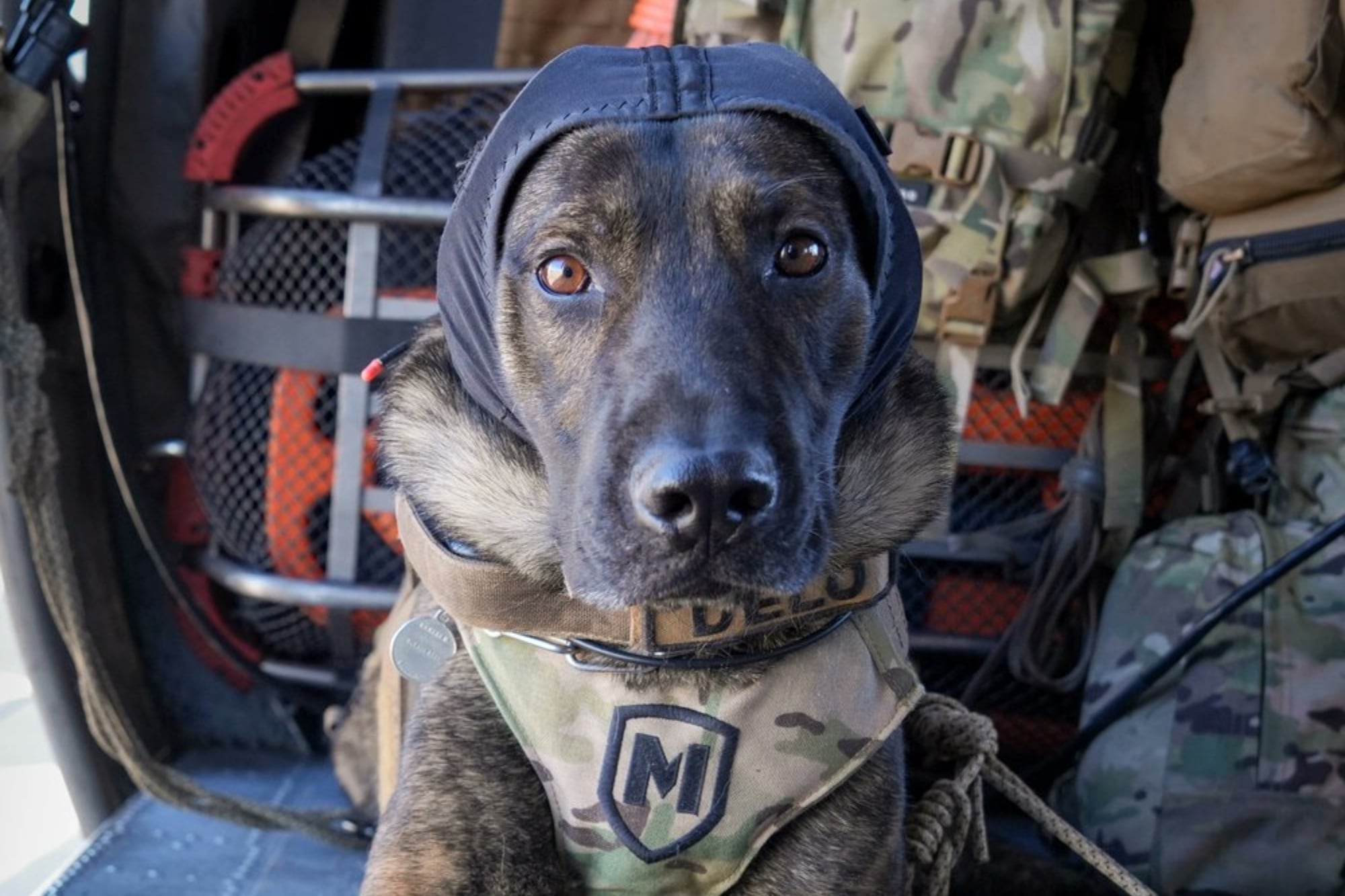 El equipo canino de la CBP es de mucha ayuda en las operaciones