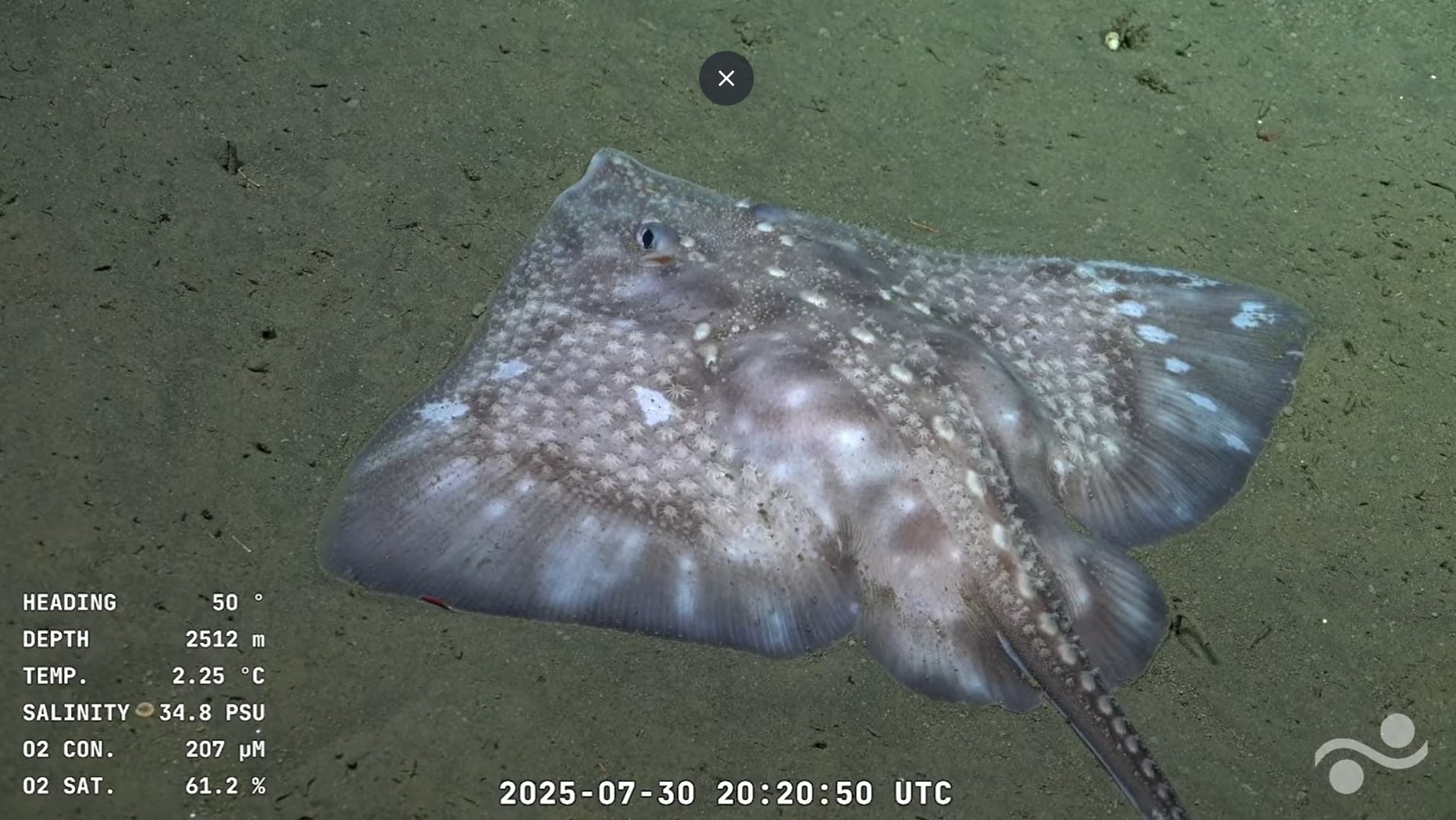 Sorprendentes imágenes de biodiversidad marina (Foto: Captura YouTube Schmidt Ocean)