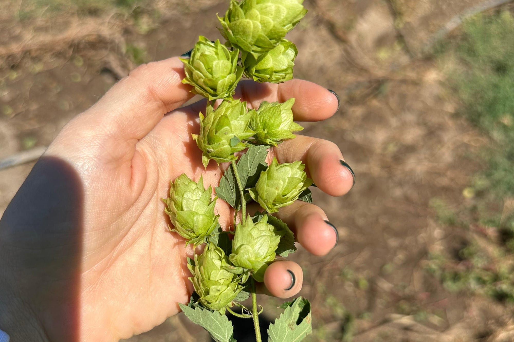Para hacer un litro de cerveza Quilmes Clásica se necesitan alrededor de siete flores, pero en el caso de una Andes IPA, por ejemplo, se usan más de 35 por litro. La intensidad del sabor viene, justamente, de ahí