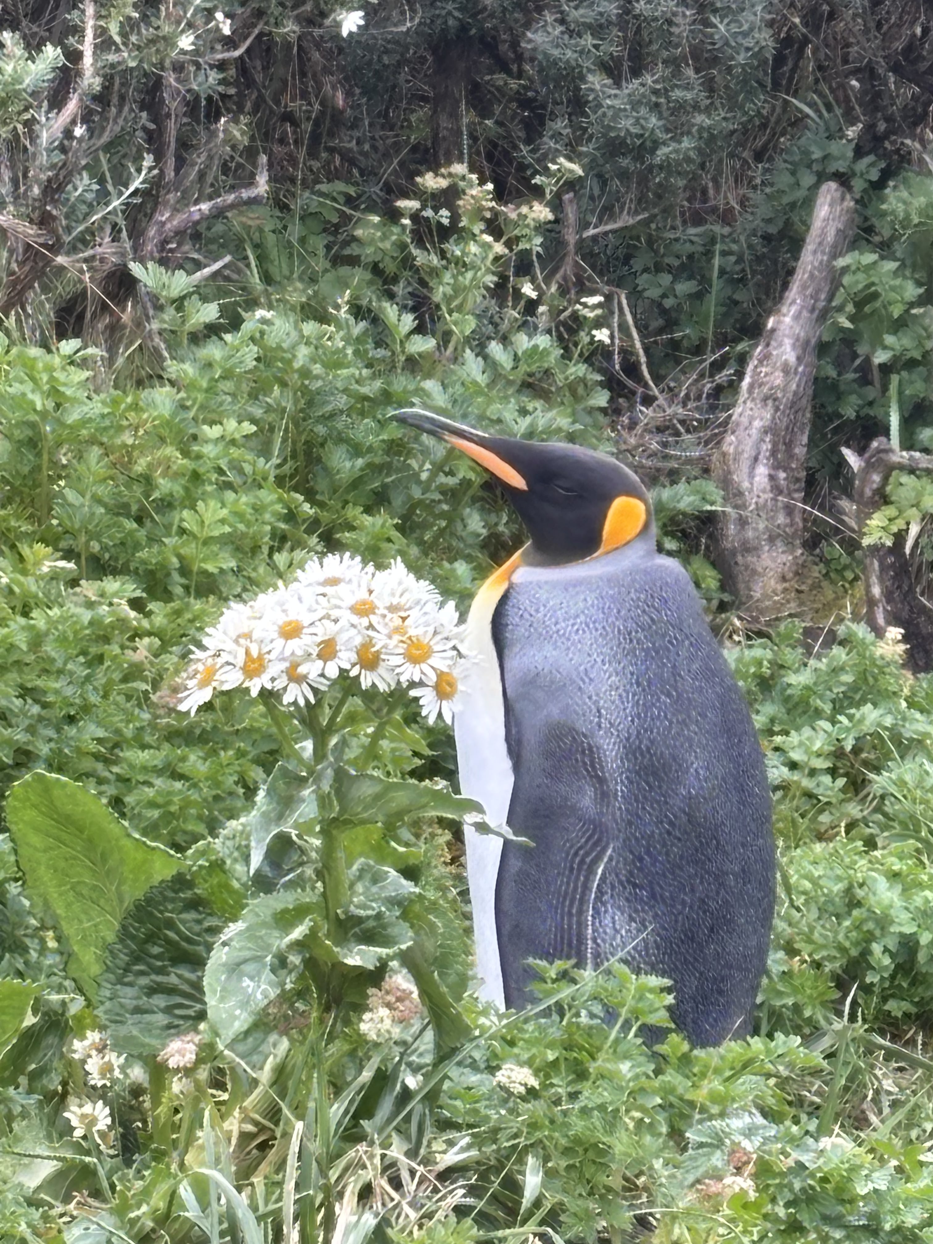 Pingüino Rey en la Isla de los Estados