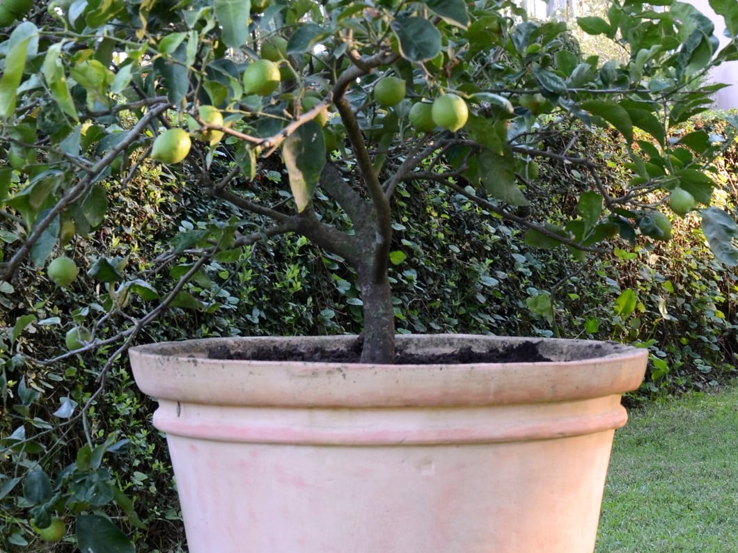 El cultivo de limoneros en macetas es cada vez más popular