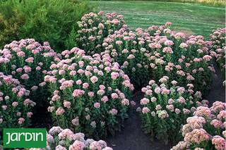 5 flores bellísimas que apenas necesitan riego