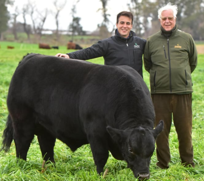 Carlos Pestalardo y su abuelo Carlos, junto a un reproductor Angus en el campo