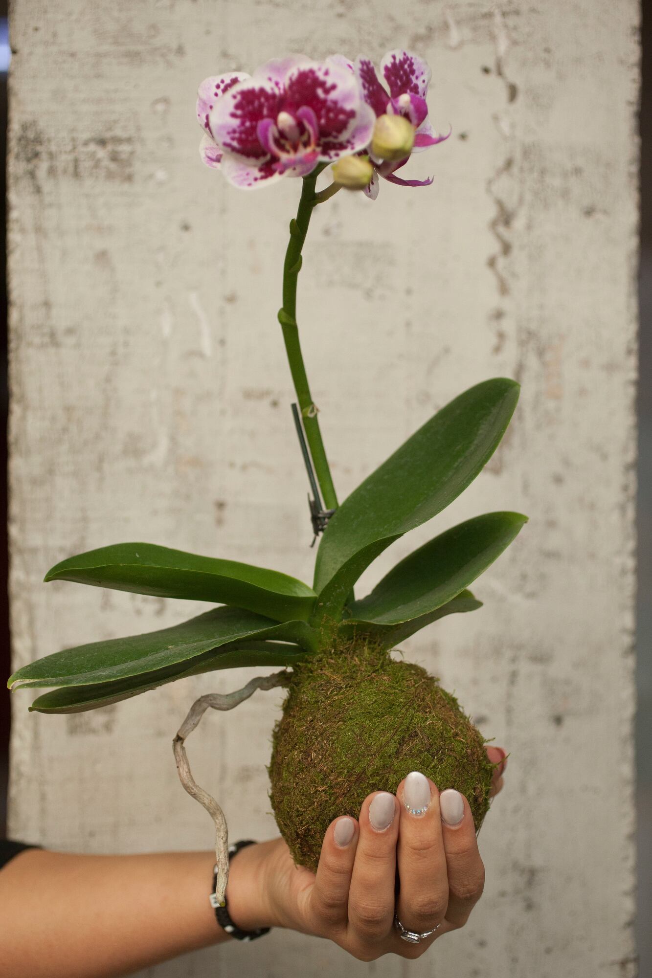 Una de las plantas más elegantes para regalar