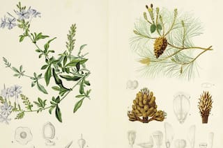 Botánica para principiantes: ¿cómo se clasifican las plantas?