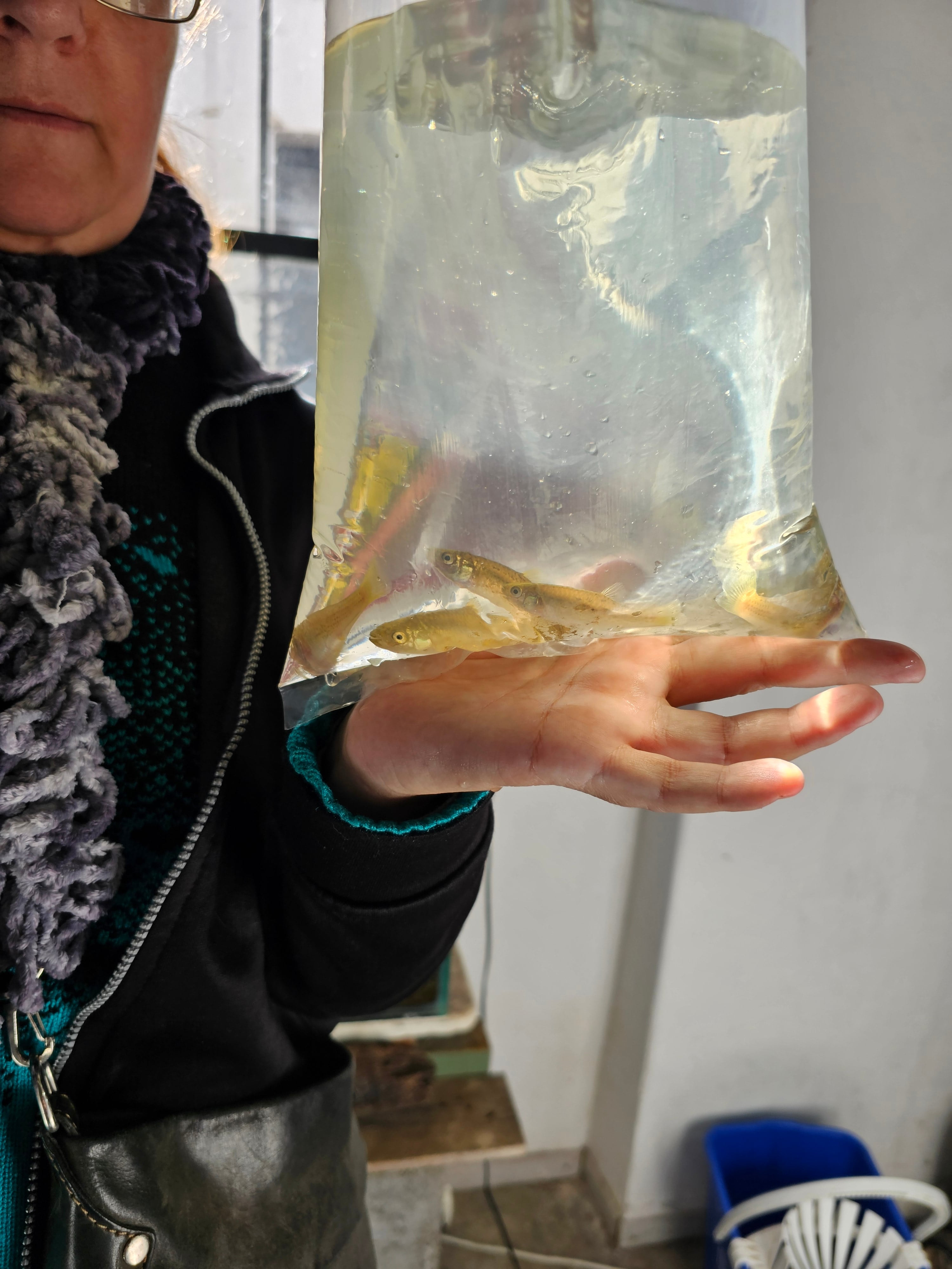 En la cátedra de Acuicultura de la Facultad de Agronomía de la UBA entregan sin costo peces nativos para el control del mosquito Aedes aegypti en reservorios de agua