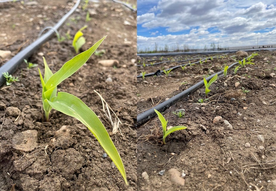 Revolucionario: sembraron maíz en Santa Cruz y hay fuerte expectativa por una ventaja única