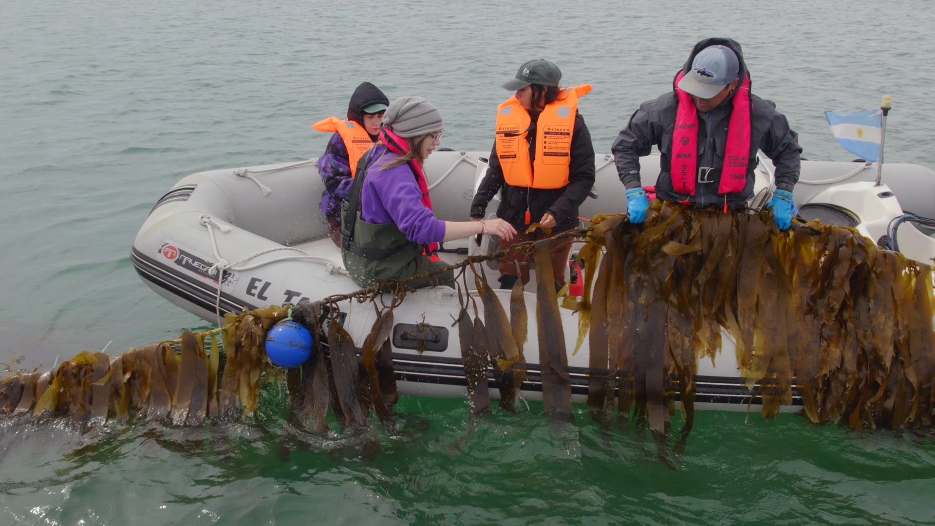 Un longline (o línea larga) de la Fundación Por el Mar, donde se fijan y cultivan algas en la bahía de Puerto San Julián, Santa Cruz