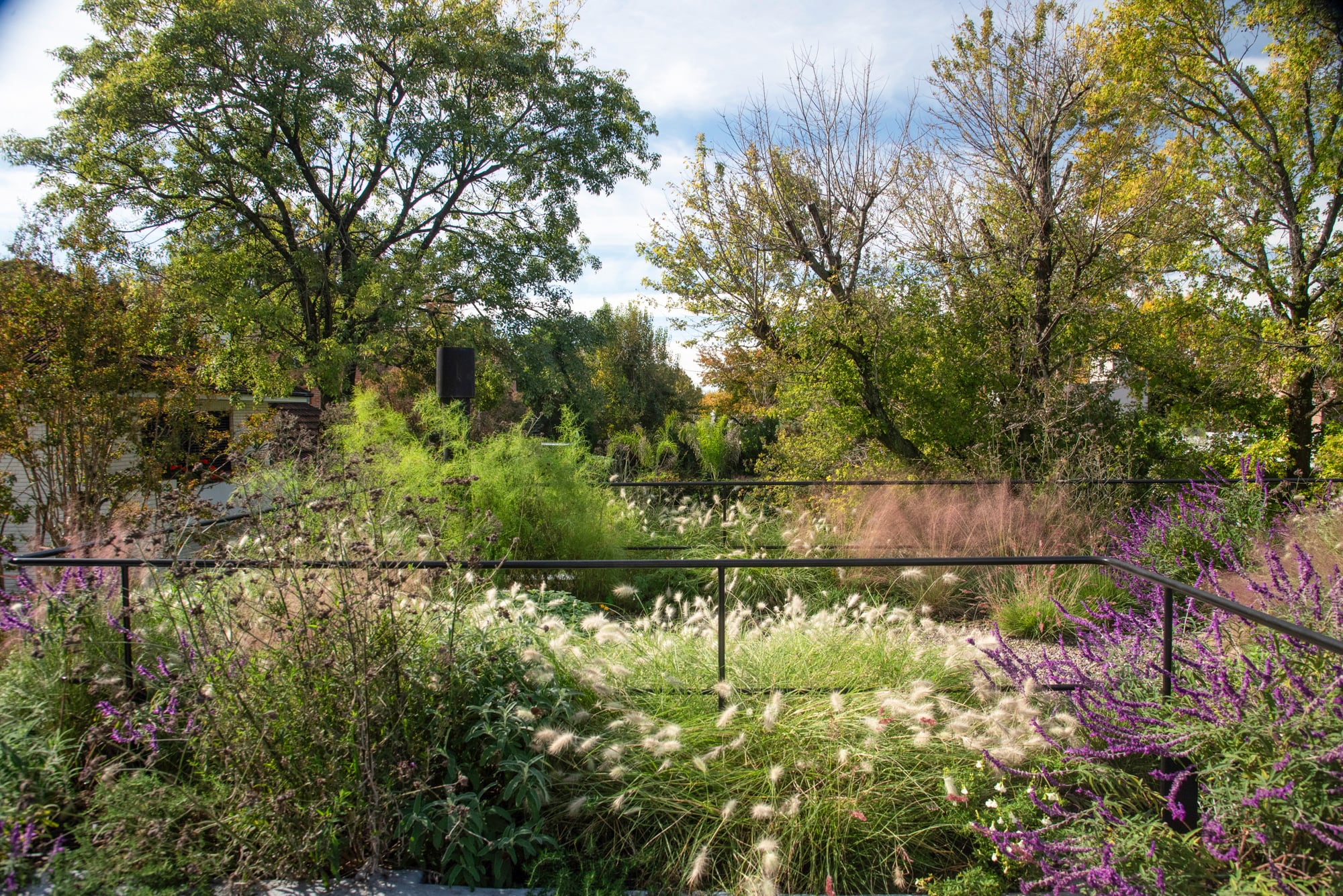 Salvia leucantha y gramíneas, dos protagonistas de los jardines contemporáneos