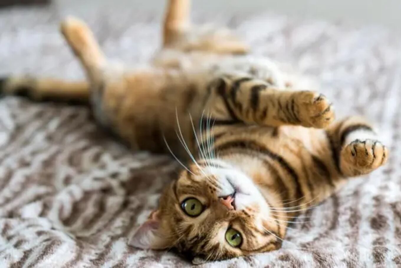 Un adecuado aporte de proteínas garantiza el desarrollo y el mantenimiento de la masa muscular de los gatos