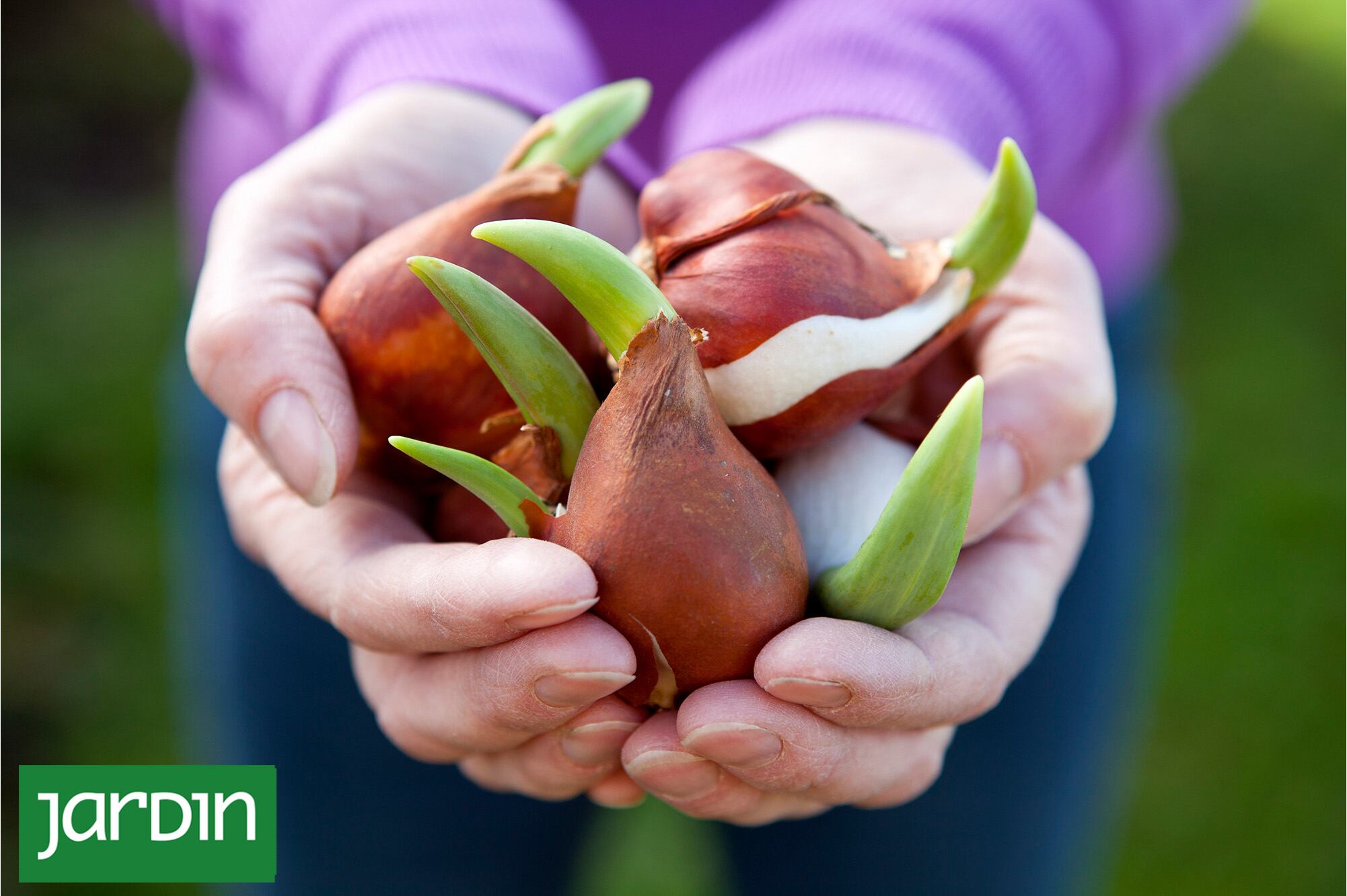 Qué son las bulbosas y cómo cultivarlas con éxito