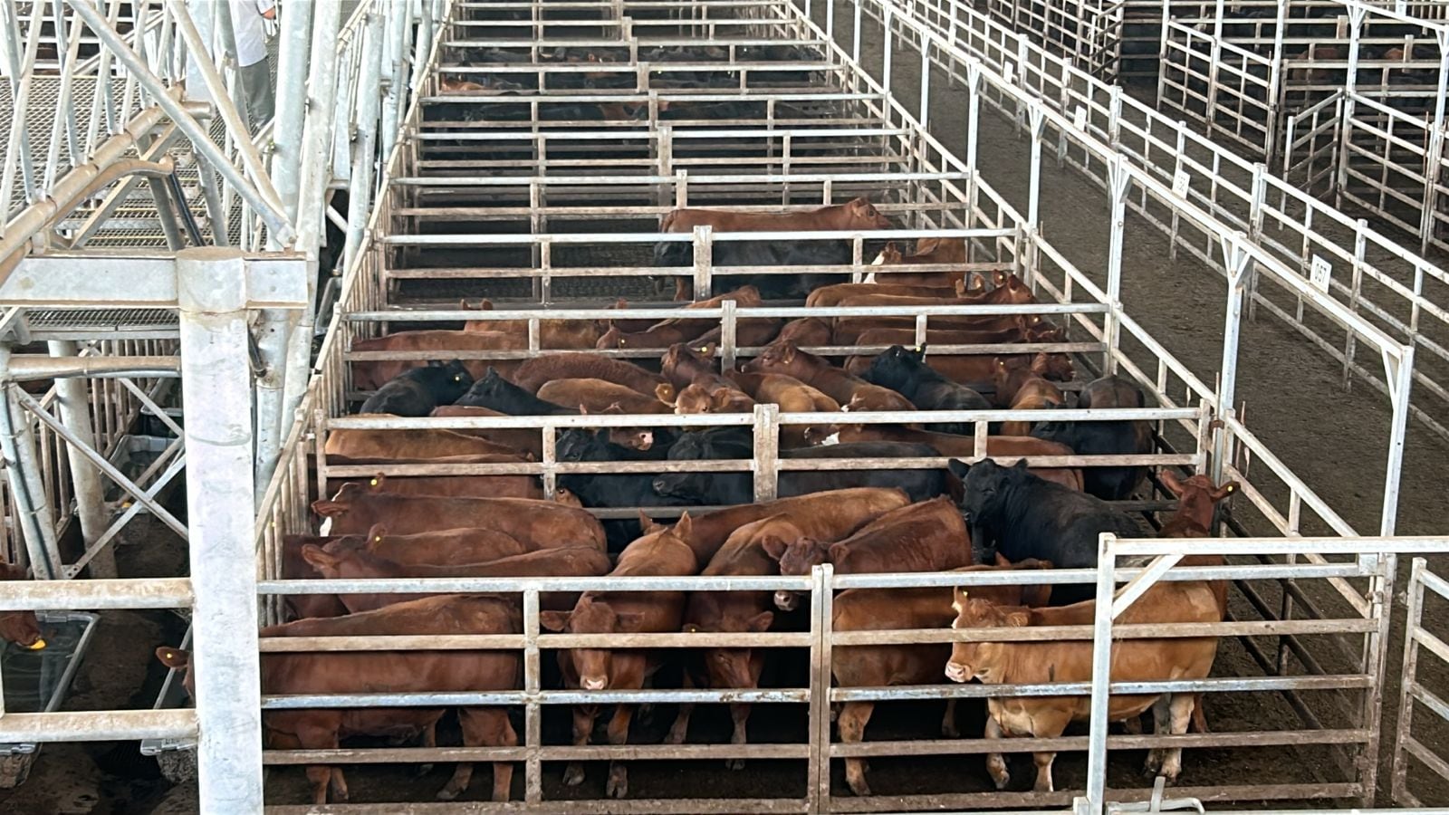 Vacunos: cierre de semana con bajas en el Mercado Agroganadero de Cañuelas