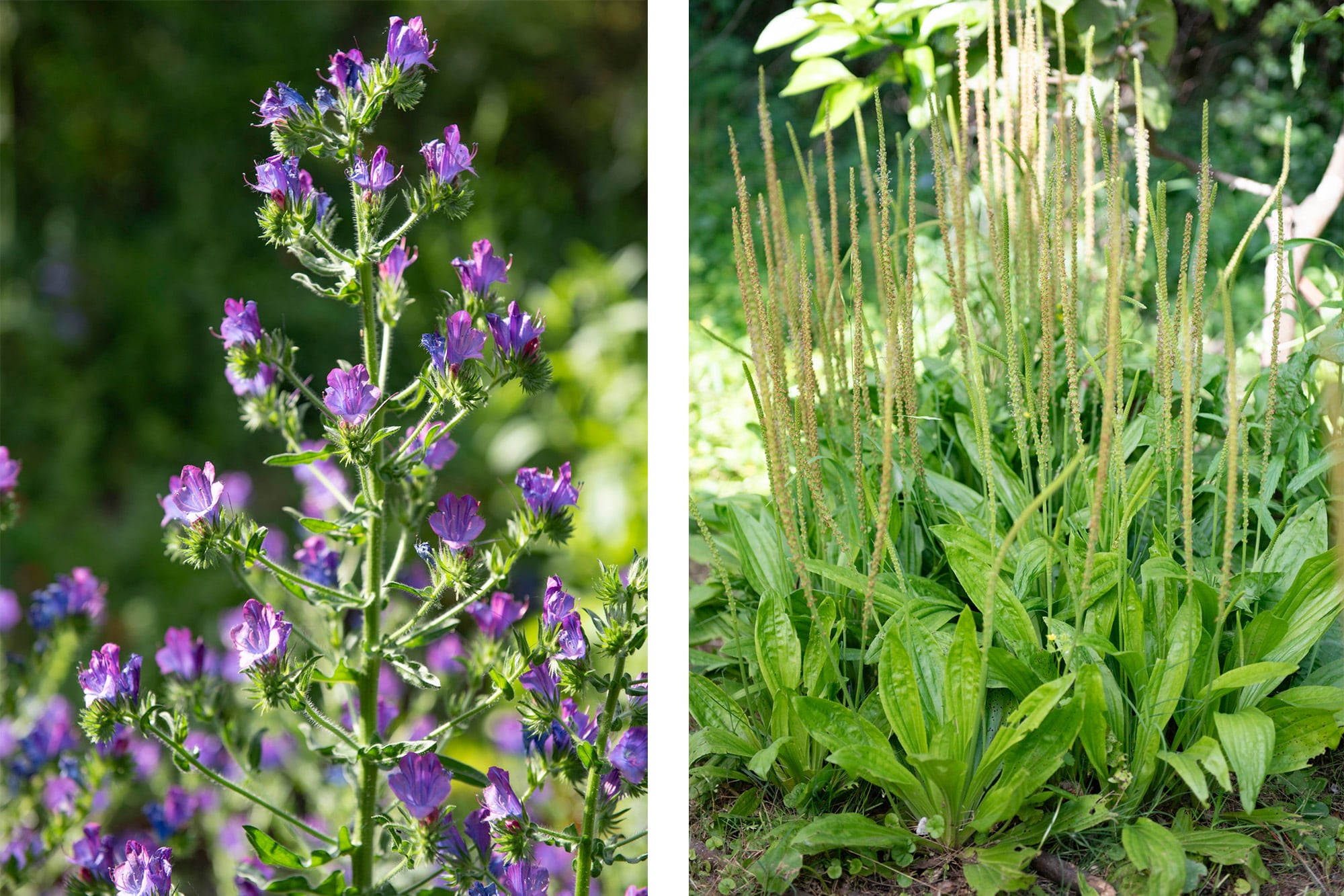 Viborera en plena floración (izquierda). El llantén crece cómodo en este jardín (derecha)