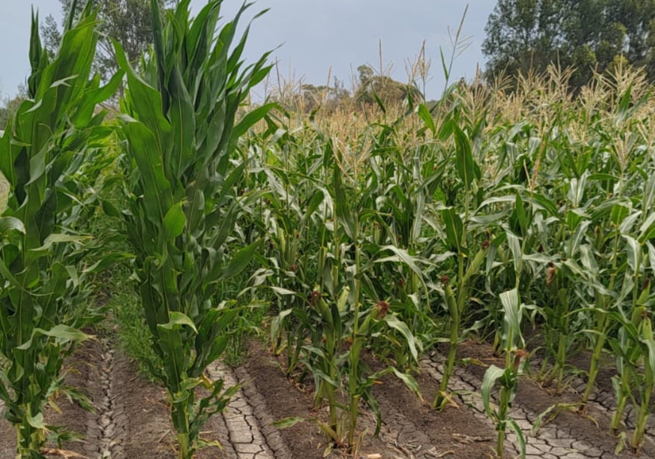 Los materiales se adaptan a bajas temperaturas y ciclos cortos, claves para su desarrollo en ambientes patagónicos