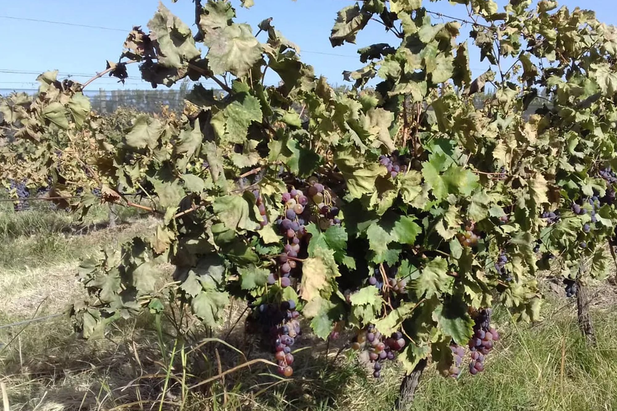 Coinciden en la necesidad de profundizar políticas públicas que fortalezcan el cooperativismo