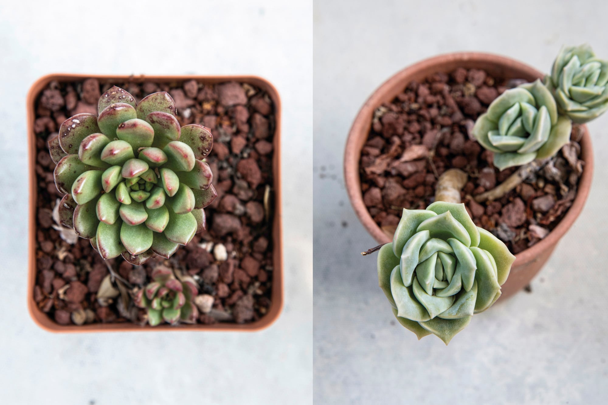 x Gv `Bashful´y x Gv `Lovely Rose´