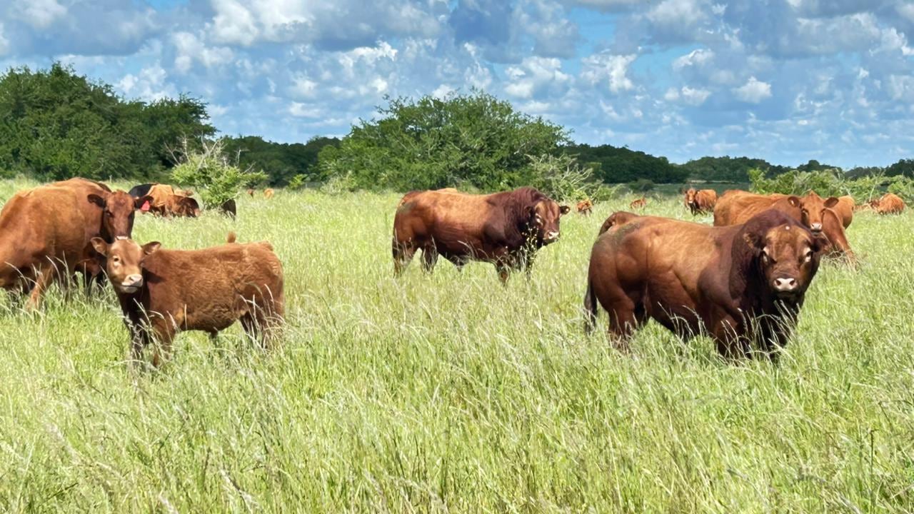 Efecto derrame: el buen momento de las vacas empuja el valor de los campos ganaderos