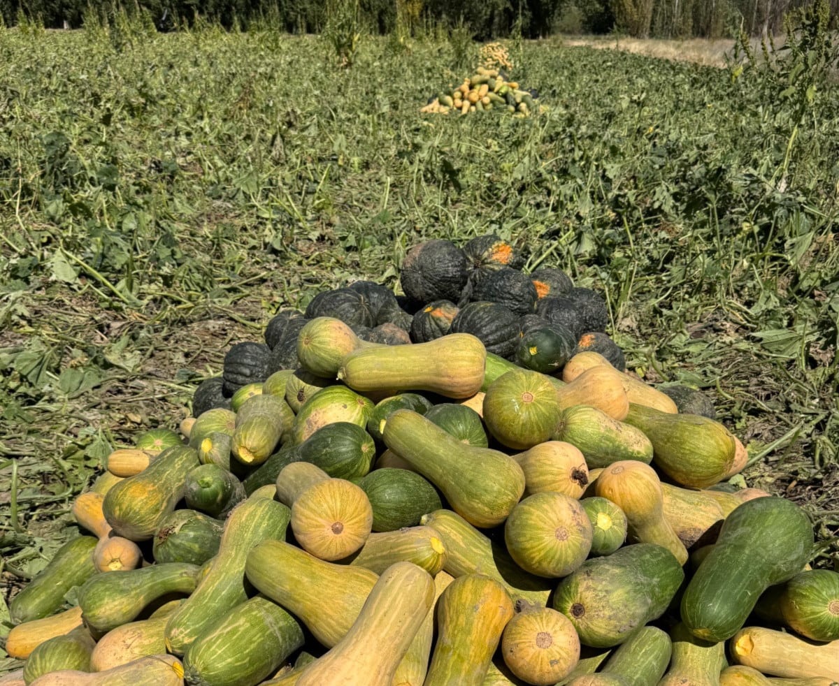 Zapallo, maíz, cebolla y alfalfa estuvieron entre los cultivos más afectados