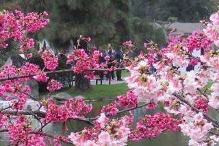 Florecen los cerezos en el Jardín Japonés