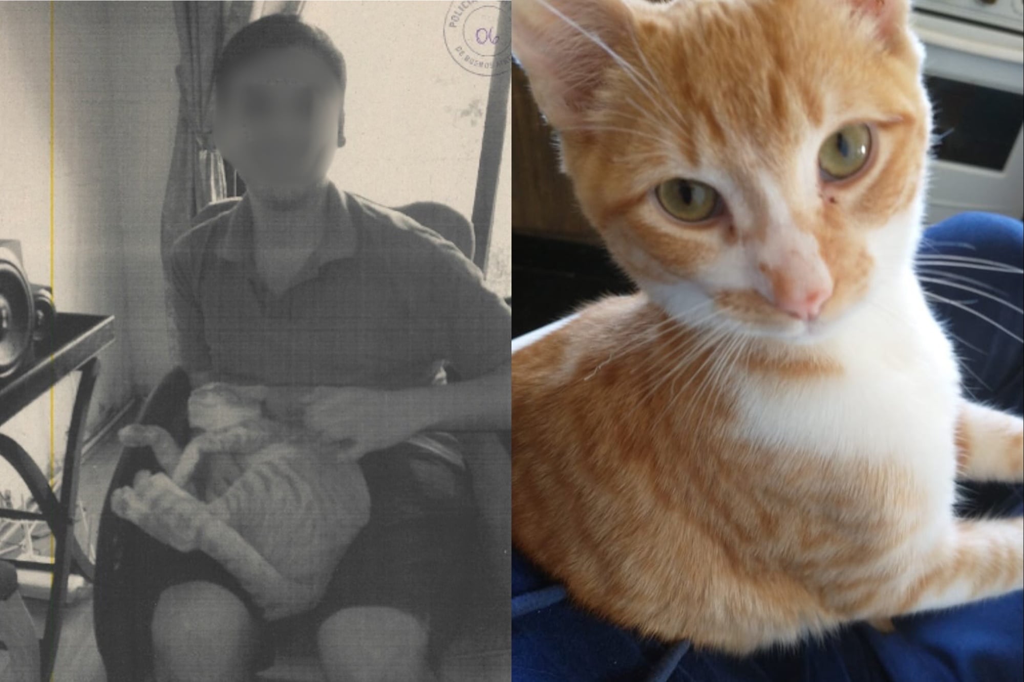Denuncian a un vecino de Retiro por maltratar y matar a al menos 16 gatos